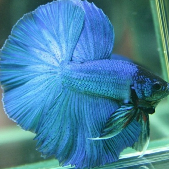 Meet your Posher, Blue - Picture 1 of 1